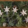 Mini Christmas Lights - Warm White Star - Electric/Brown Cord - Set/20 -Holiday Ornaments Sales electric light set electric liteset silicone warm star brown cord 20 lights 18