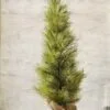 Long Needle Pine Twig Tree - Table Top Christmas Tree - 3 Foot 1 Long Needle Pine Twig Tree - Table Top Christmas Tree - 3 Foot -Holiday Ornaments Sales long needle pine twig tree table top christmas tree 3ft 16