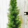 Long Needle Pine Twig Tree - Table Top Christmas Tree - 4 Foot -Holiday Ornaments Sales long needle pine twig tree table top christmas tree 4ft 16