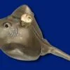 Old World Christmas Glass Ornament - Stingray -Holiday Ornaments Sales old world christmas glass ornament stingray new 21