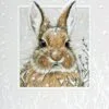Petite Boxed Christmas Cards - "Cool Cotton Tail" -Holiday Ornaments Sales petite boxed christmas cards cool cotton tail 12